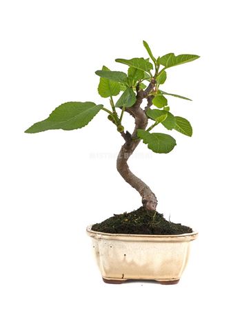Bonsai Ficus Carica S-shape