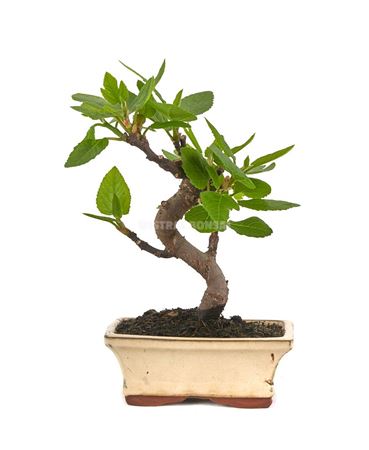 Bonsai Ficus Carica S-shape