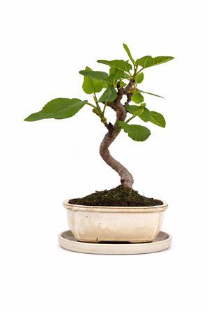 Bonsai Ficus Carica S-shape With Tray