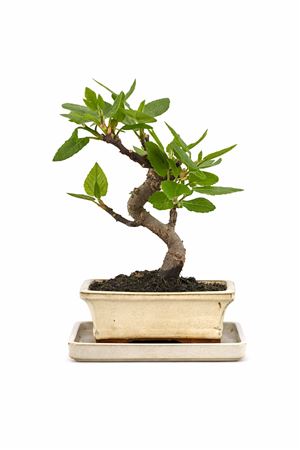 Bonsai Ficus Carica S-shape With Tray