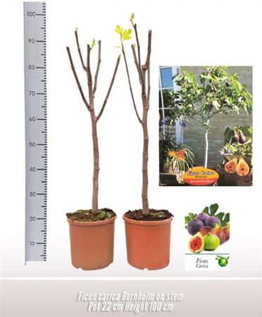 Ficus Carica Bornholm On Stem