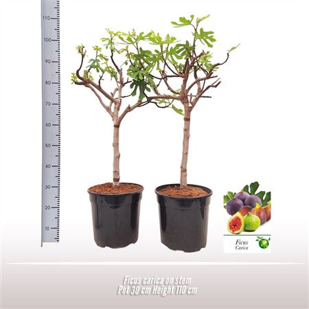 Ficus Carica On Stem
