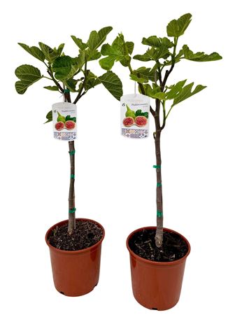 Ficus Carica On Stem