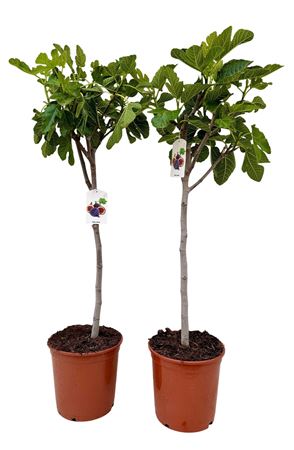 Ficus Carica On Stem