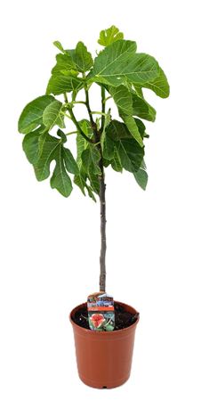 Ficus Carica