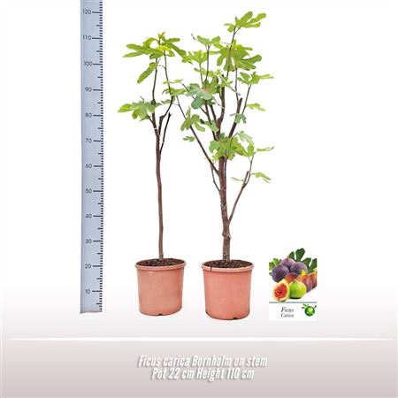 Ficus Carica Bornholm On Stem