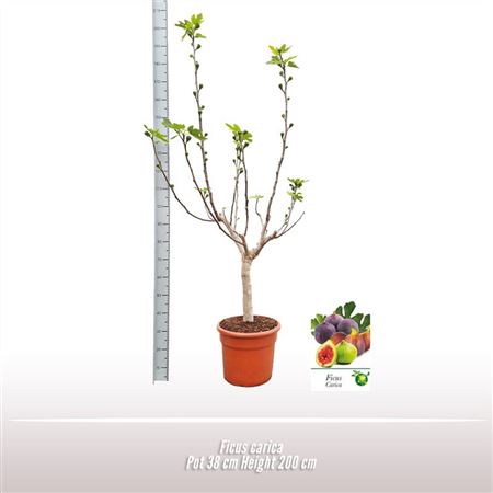 Ficus Carica On Stem