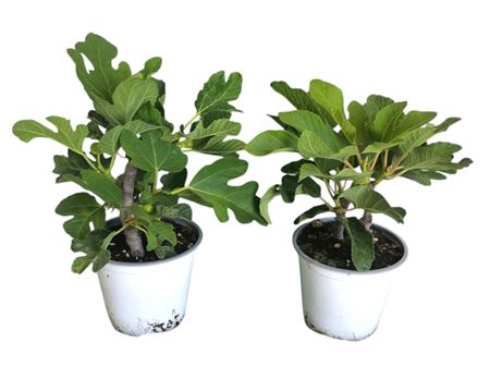 Ficus Carica
