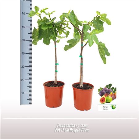 Ficus Carica On Stem