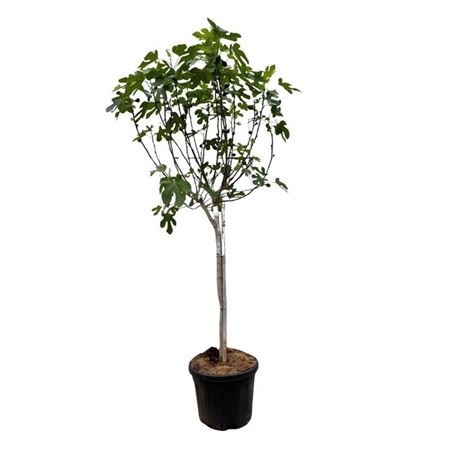 Ficus Carica On Stem