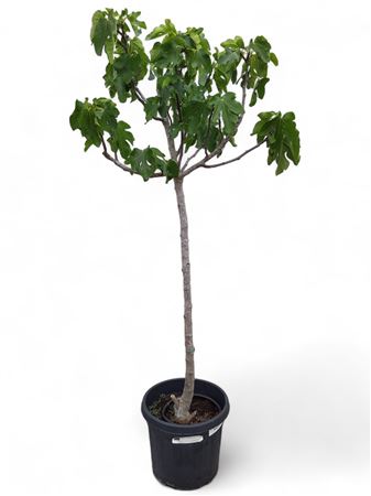 Ficus Carica