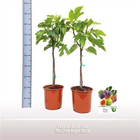 Ficus Carica On Stem