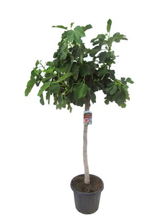 Ficus Carica On Stem