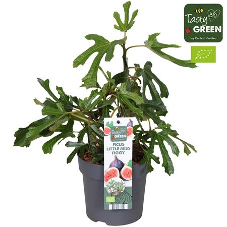 Ficus Carica Little Miss Figgy Bio Potcover