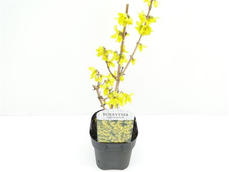 Forsythia Int Goldrausch