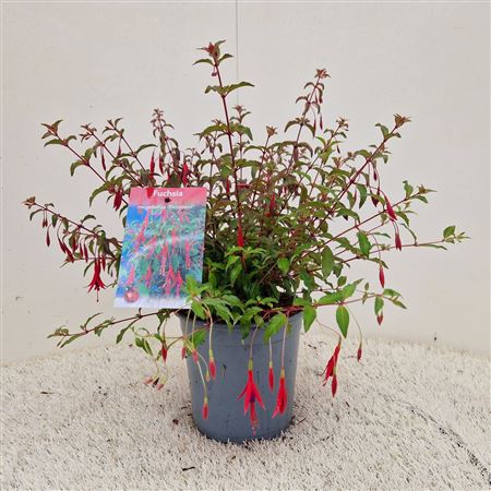 Fuchsia Magellanica Riccartonii