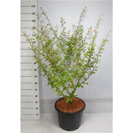 Hamamelis Int Arnold Promise