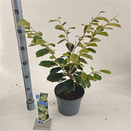 Hamamelis Int Arnold Promise