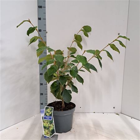 Hamamelis Int Pallida