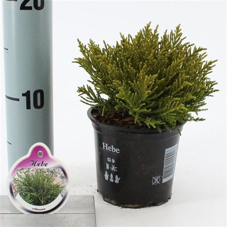 Hebe Ochracea