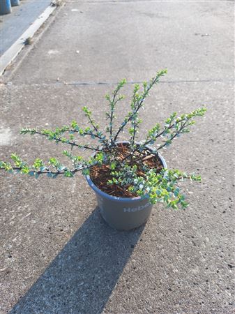 Hebe Pinguifolia Quicksilver