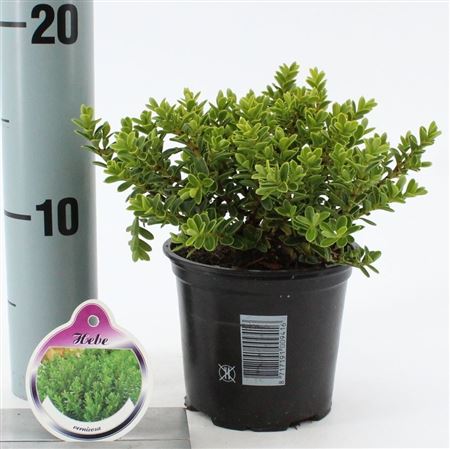 Hebe Vernicosa
