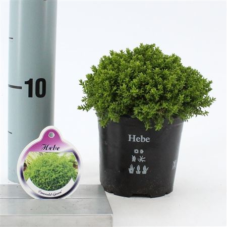 Hebe Emerald Gem