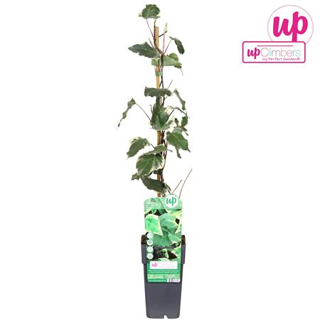 Hedera Algeriensis Gloire De Marengo