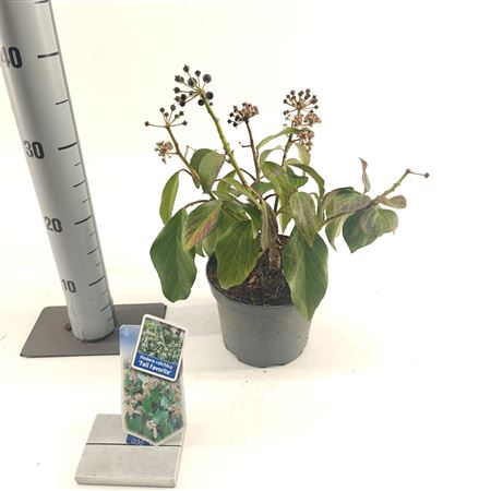 Хедера колхидская Осень Фаворит