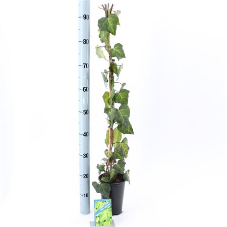 Hedera Colchica Sulphur Heart On Stick