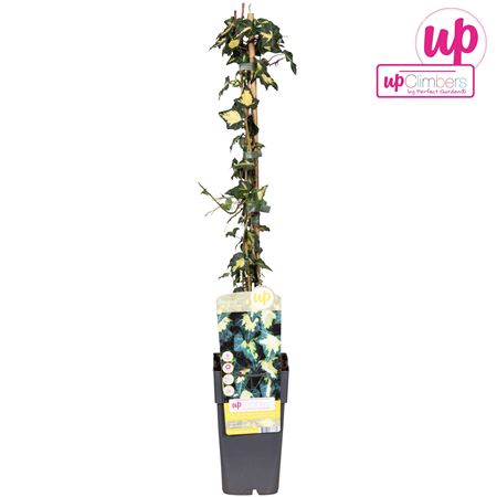 Hedera Helix Goldheart