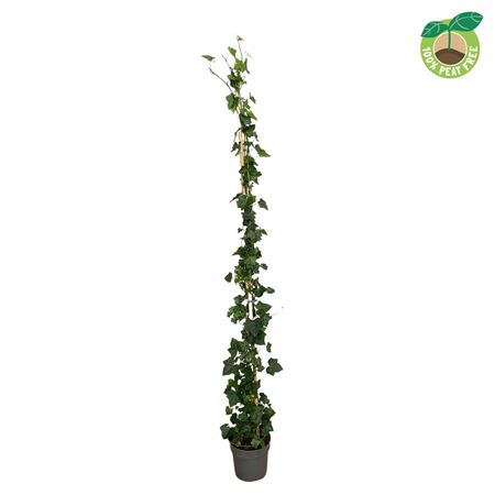 Hedera Hibernica On Stick