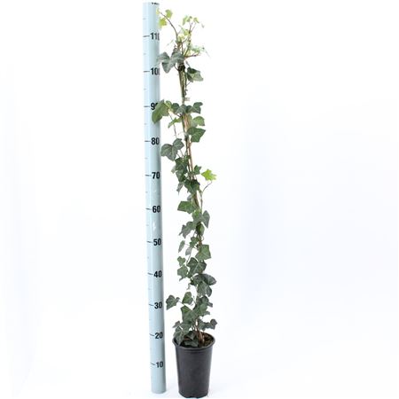 Hedera Hibernica On Stick