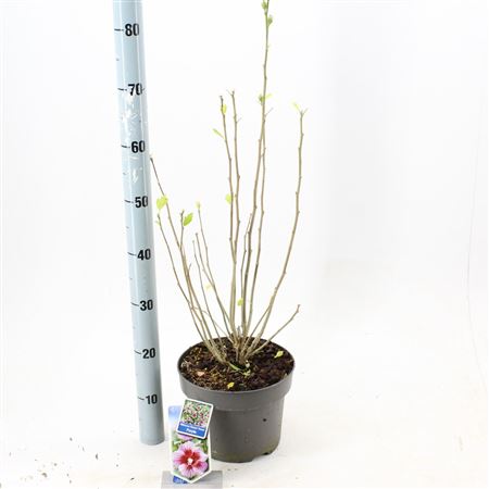 Hibiscus Syr Flower Tower Purple