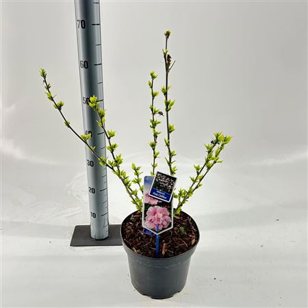 Hibiscus Syr Pink Chiffon