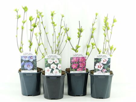 Hibiscus Syriacus Mix