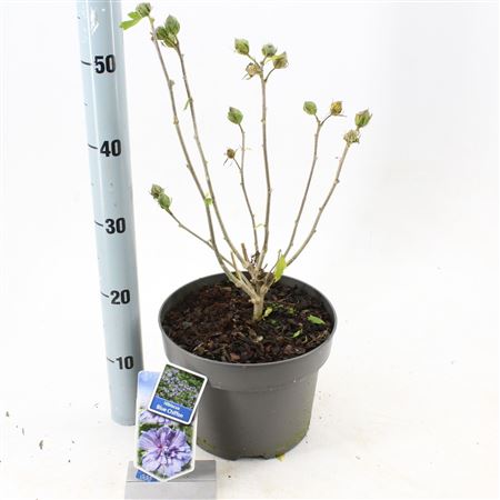 Hibiscus Syriacus Blue Chiffon