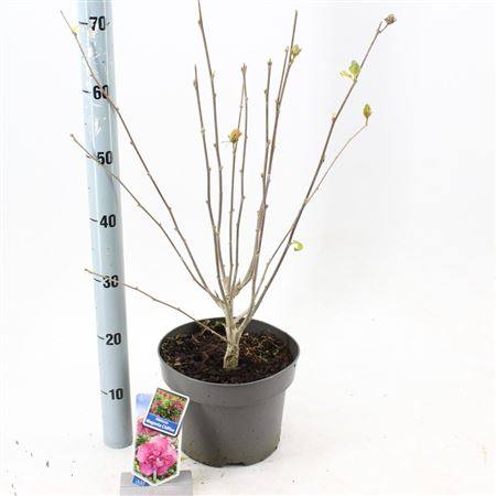 Hibiscus Syr Magenta Chiffon