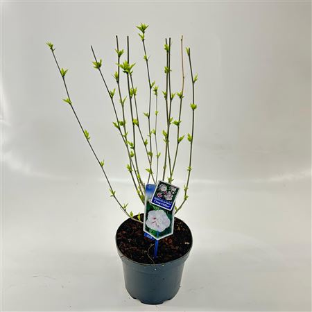 Hibiscus Syr China Chiffon