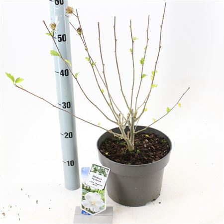 Hibiscus Syr Little Legends White