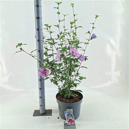 Hibiscus Syr Flower Tower Purple