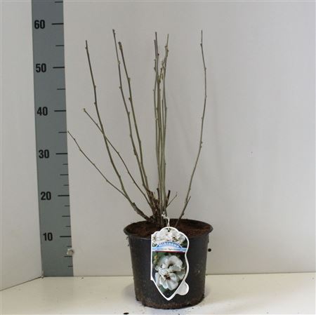 Hibiscus Syr Speciosus