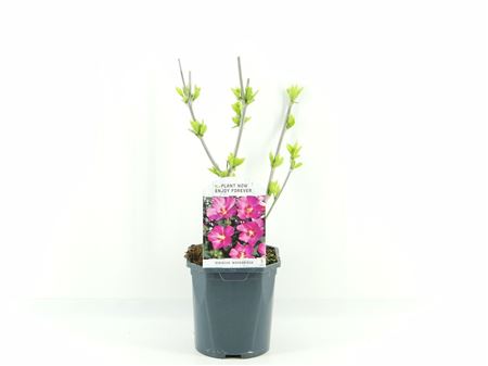 Hibiscus Syr Woodbridge