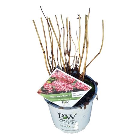 Hydrangea Arb Ruby Annabelle