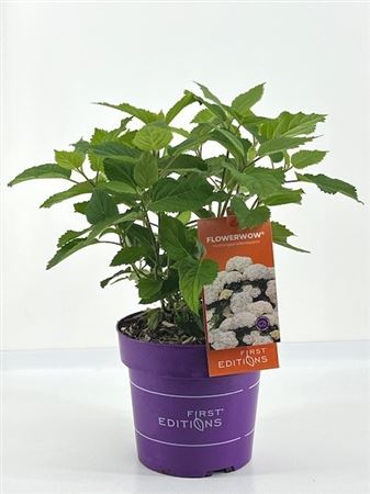 Hydrangea Arb. Flowerwow (first Edition