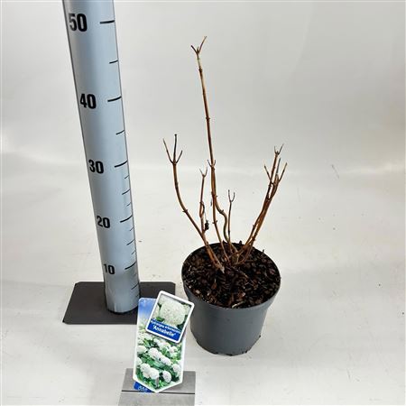 Гортензия Арб Аннабель