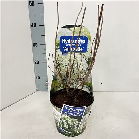 Гортензия Арб Аннабель