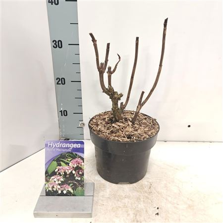 Hydrangea Aspera Macrophylla