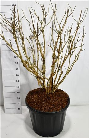 Hydrangea Asp Macrophylla