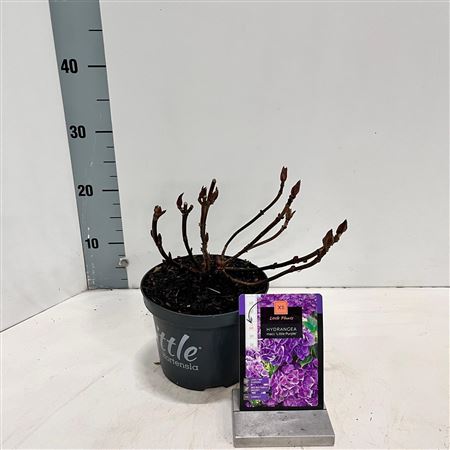 Hydrangea Ma Little Purple